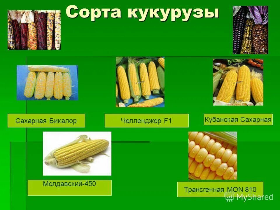Особенности внешнего строения кукурузы. Сорта кукурузы зубовидная. подвиды кукурузы. строение початка кукурузы. початки подвидов кукурузы.