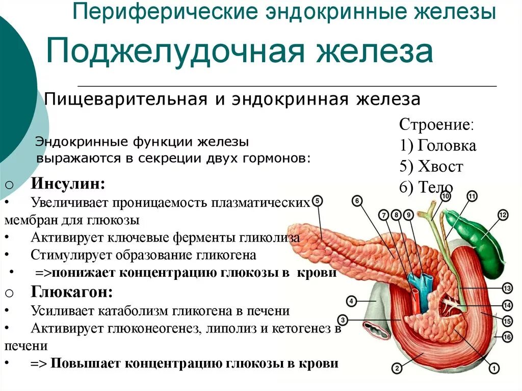 Поджелудочная железа анатомия функции. Поджелудочная железа строение функции гормоны. Строение и эндокринная функция поджелудочной железы. Функции поджелудочной железы биология. Проблемы пищеварительной системы