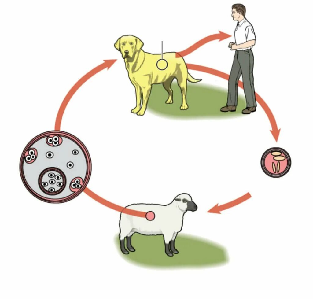 Можно ли считать человека промежуточным хозяином эхинококка. Жизненный цикл эхинококка схема. Эхинококкоз жизненный цикл схема. Цикл развития эхинококка. Эхинококк основной хозяин промежуточный хозяин.