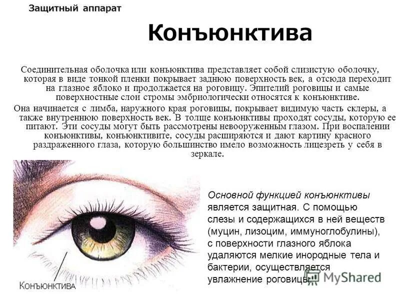 Конъюнктива где. Строение глаза конъюнктива склера. Анатомия и функции конъюнктивы и век. Тарзальная конъюнктива век. Строение и функции конъюнктивы.