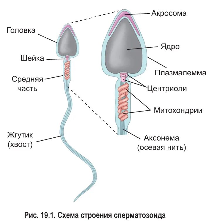 Формы мужского полового. Половые клетки строение сперматозоида схема. Строение мужской гаметы сперматозоида. Строение и форма сперматозоида. Строение сперматозоида млекопитающего.