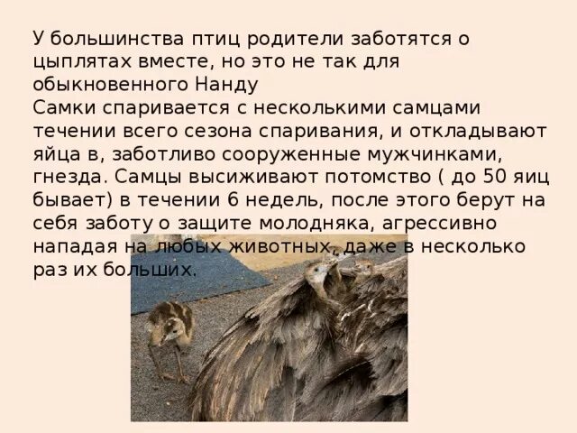 В чем выражается забота родителей о потомстве. Забота о потомстве у Волков. Доклад забота о потомстве у Волков. Как волк заботится о своем потомстве. Как животные заботятся о потомстве сообщение волк.