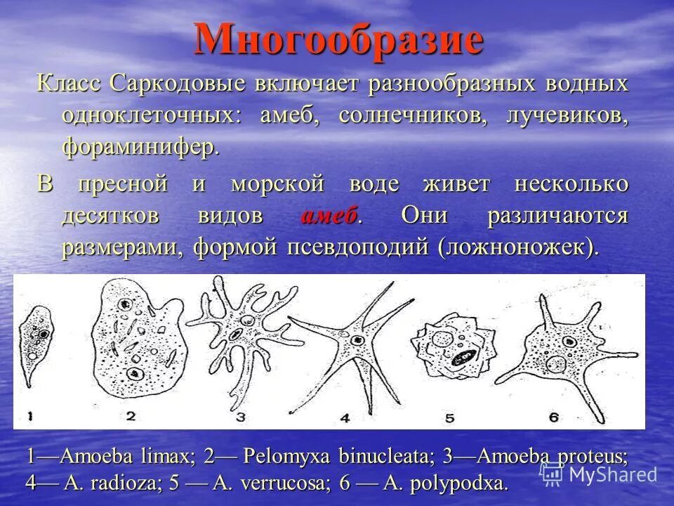 Способны образовывать псевдоподии. Псевдоподии у простейших. Типы ложноножек. Раковинные амебы радиолярии фораминиферы. Строение псевдоподий.