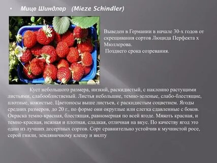 Мица клубника описание сорта