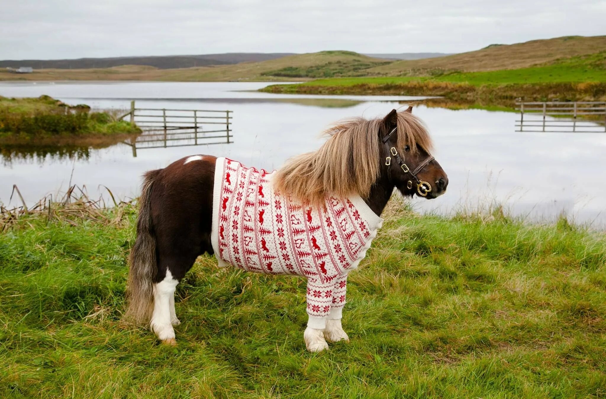 Шетлендский пони рост. Лошадь породы шетлендский пони. Лошадь Шетландский пони. Пони шетлендской породы. Pony english