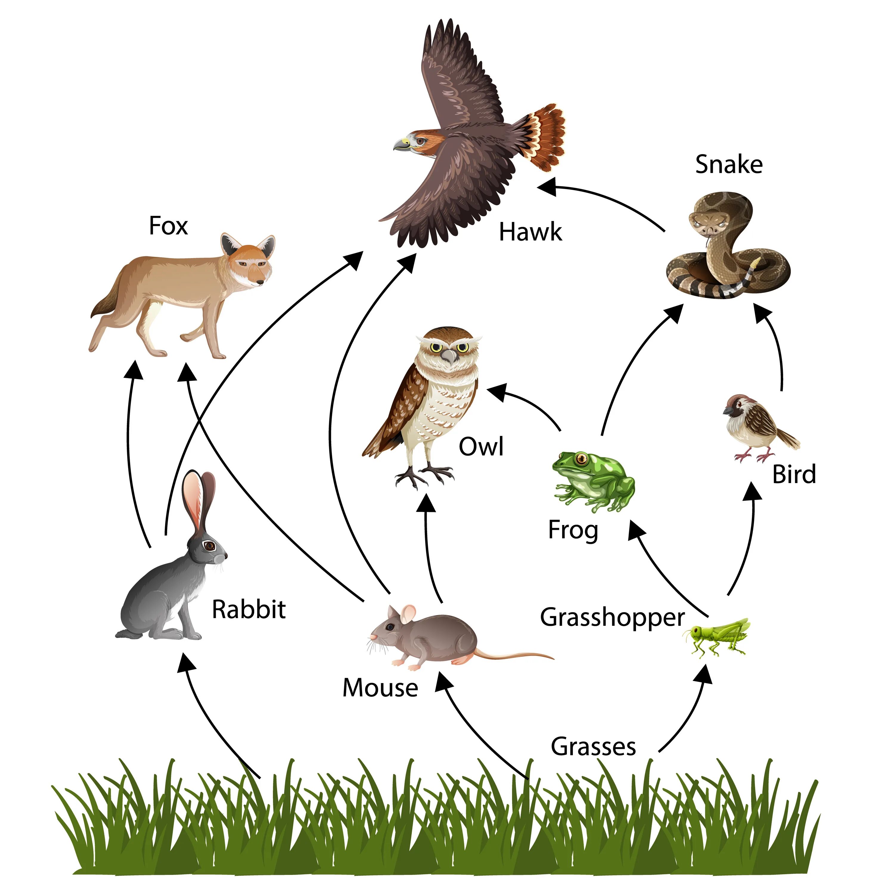 Пищевая цепь динозавров. Трофические связи это сеть питания. Царства биосферы. Разветвленные пищевые цепи. Пищевая цепочка животных.
