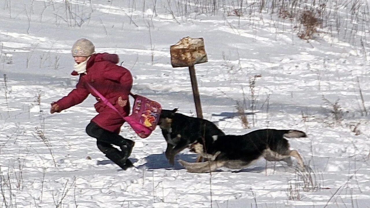 Почему бросается собака. Бездомные собаки нападают на людей. Бродячие собаки нападают на людей. Собаки на подают на человека.