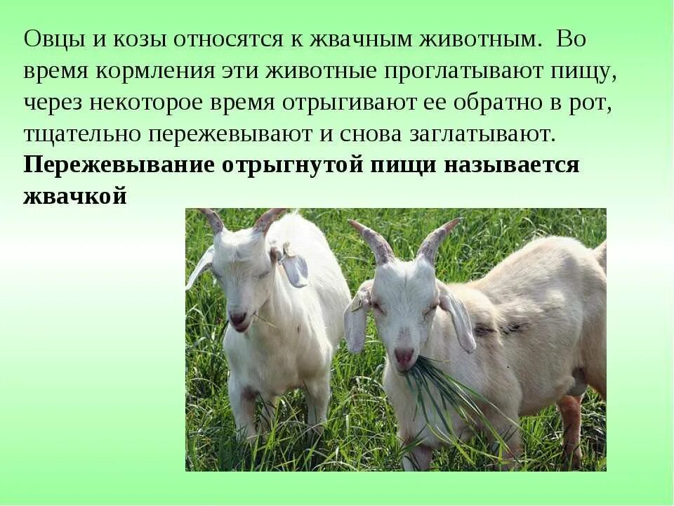 План сообщения о домашнем сельскохозяйственном животном