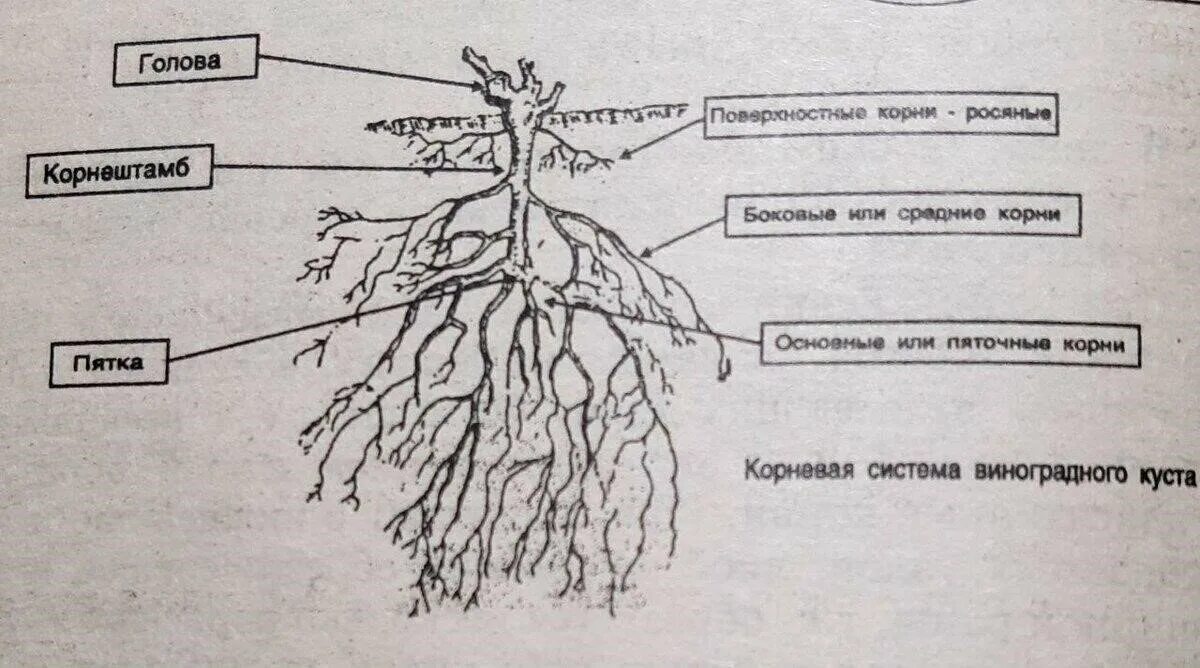 Корневая система виноградной лозы. Строение корня винограда. Корневая система винограда Размеры. Корневая система винограда глубина.