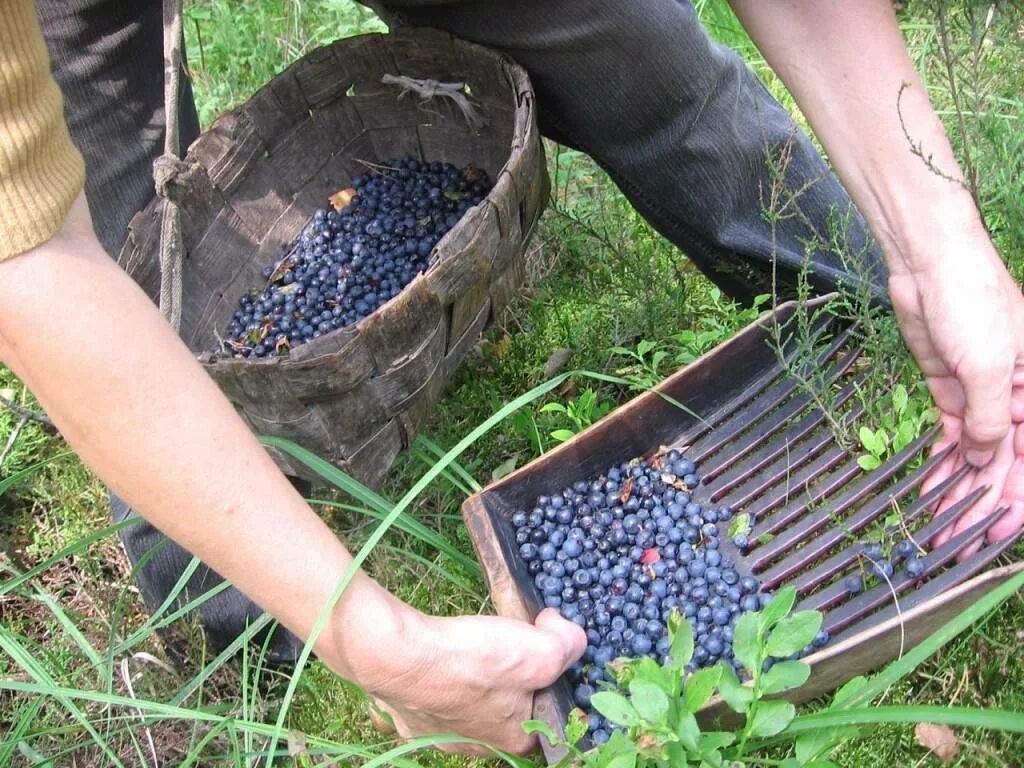 Сбор черники. Сбор ягод. Собирать ягоды. Приспособление для сбора голубики.