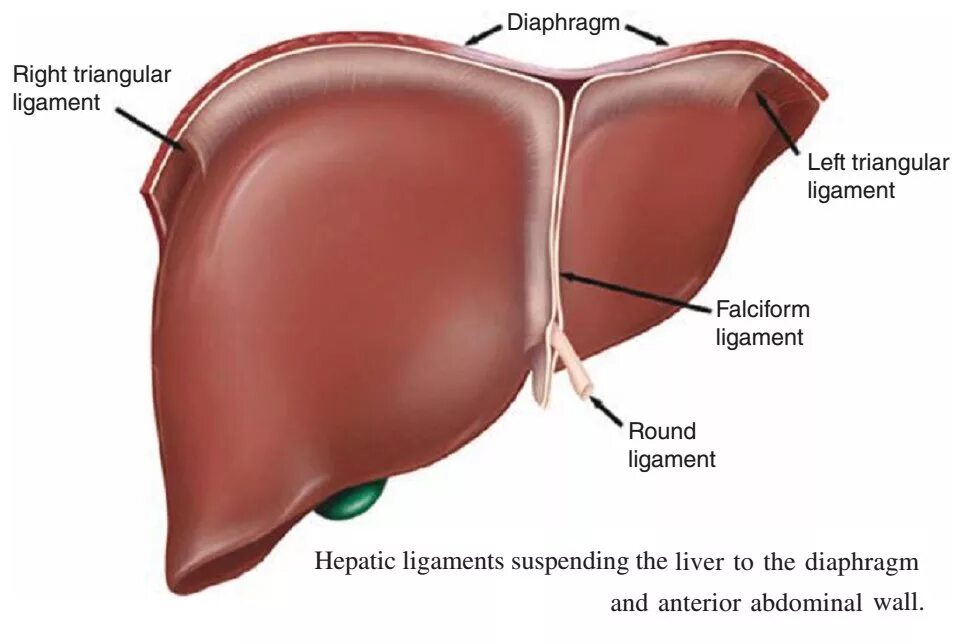 Печень какой формы. Диафрагмальная поверхность печени анатомия. Ligamentum falciforme hepatis. Ворота печени анатомия.