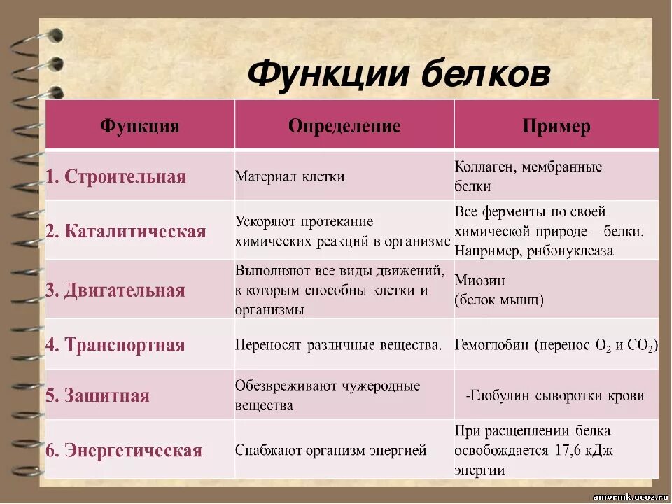 Функции белков и их описание. Функции белков 10 класс биология. Выполняемые функции белков. Перечислите функции белков в организме человека. Пояснить главную функцию белков