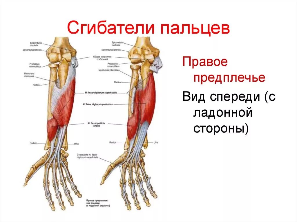 Сгибатели кисти. Мышцы сгибатели пальцев кисти. Поверхностный сгибатель пальцев. Поверхностный сгибатель пальцев мышца функции. Поверхностный сгибатель пальцев кисти.