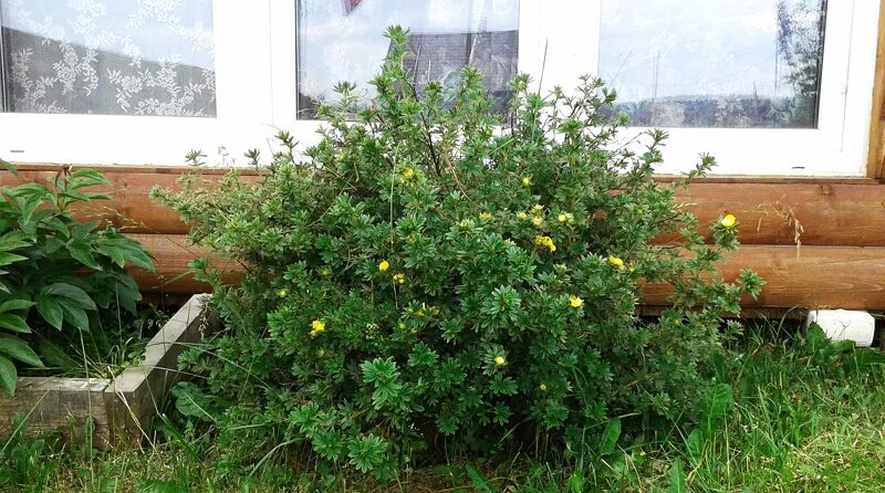 Лапчатка кустарниковая формирование куста. Лапчатка кустарниковая размножение. Лапчатка стрижка кустарника. Лапчатка кустарниковая обрезка. Лапчатка кустарниковая обрезка.