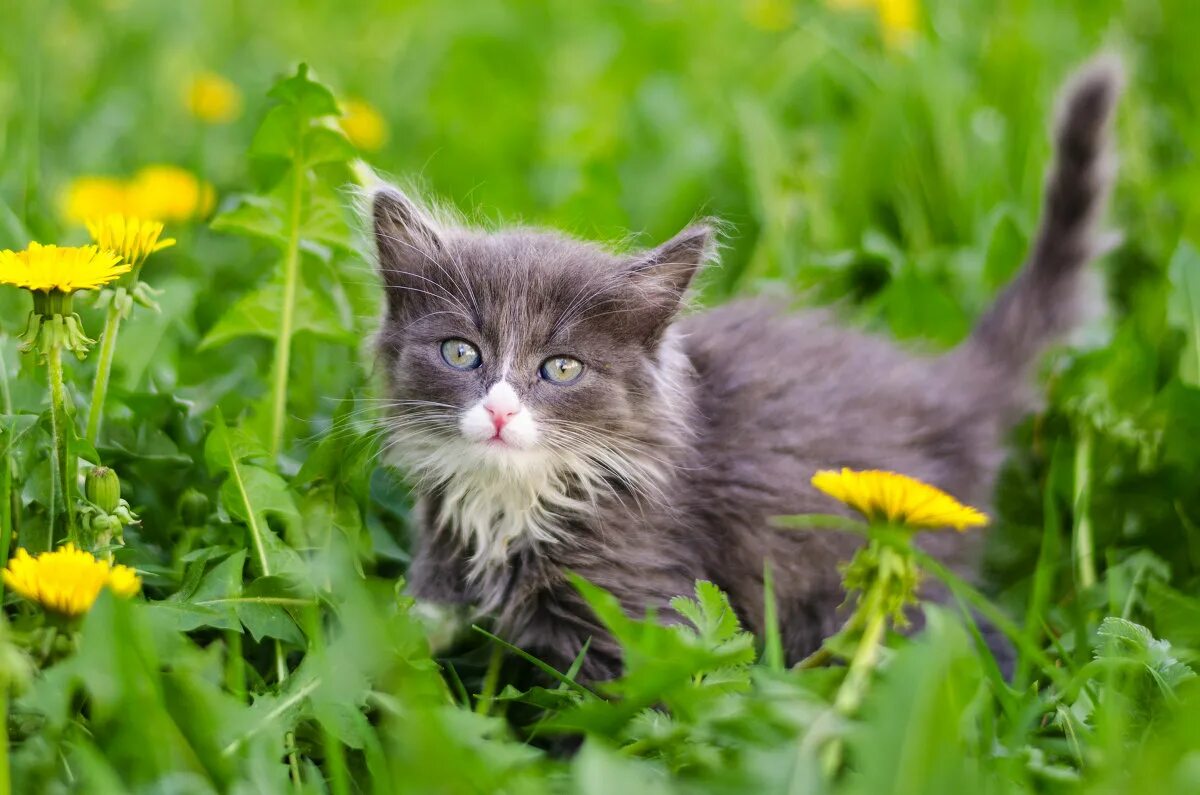 что бы это значило картинки. мурзик хоум. приют для котов. бастет приют для животных. бастет приют для животных.