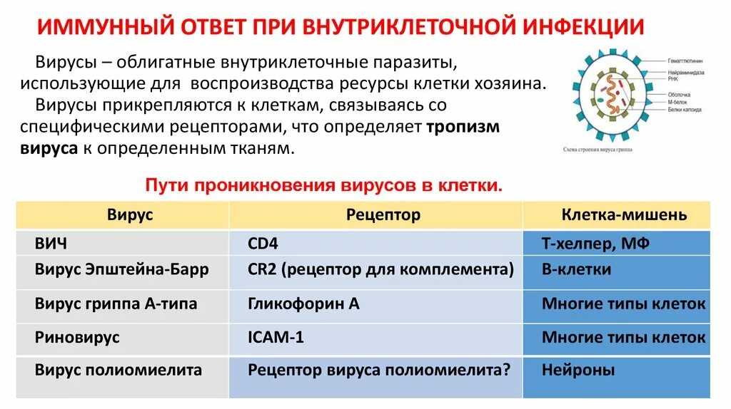 Иммунный ответ при внутриклеточных инфекциях. Иммунный ответ на вирусную инфекцию. Иммунная защита. Внутриклеточные вирусные инфекции. Иммунный ответ при инфекциях