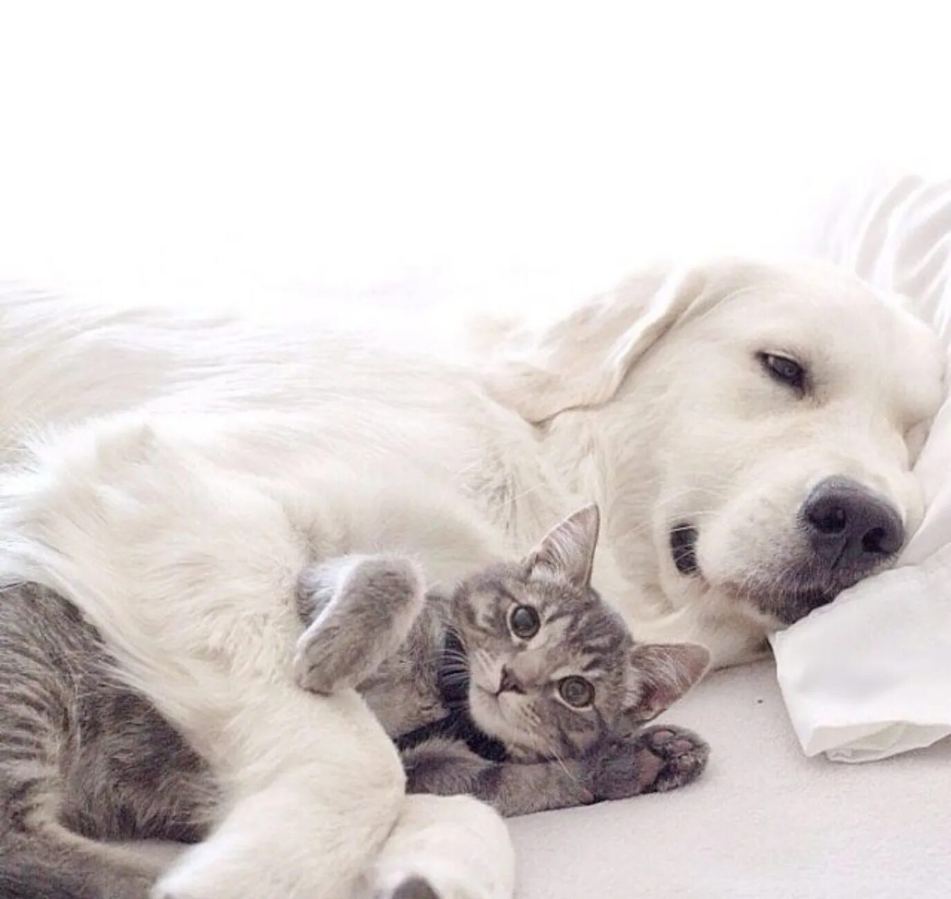 Кошки и собаки. Лабрадор и кошка. Собака и кошка Эстетика. Собаки вместе спят