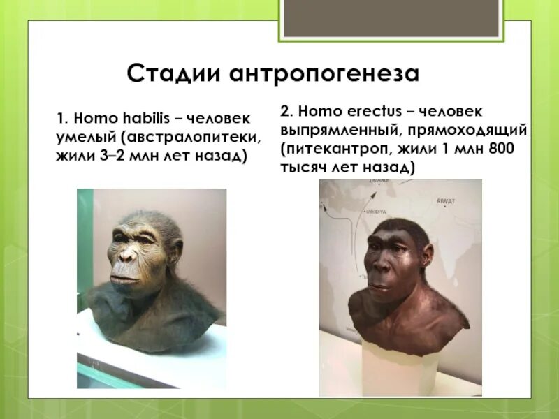 Когда появился человек. Австралопитек кроманьонец дриопитек. Хомо хабилис австралопитек. Чем человек умелый отличается от австралопитека какие. Человек умелый презентация.