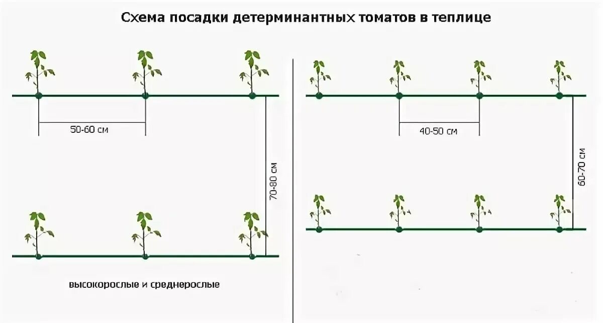 Когда можно сажать в теплицу из поликарбоната. Томат де Барао схема посадки. Схема высаживания томатов в теплице. Высадка рассады помидор в теплице схема. Схема посадки индетерминантных томатов в теплице.