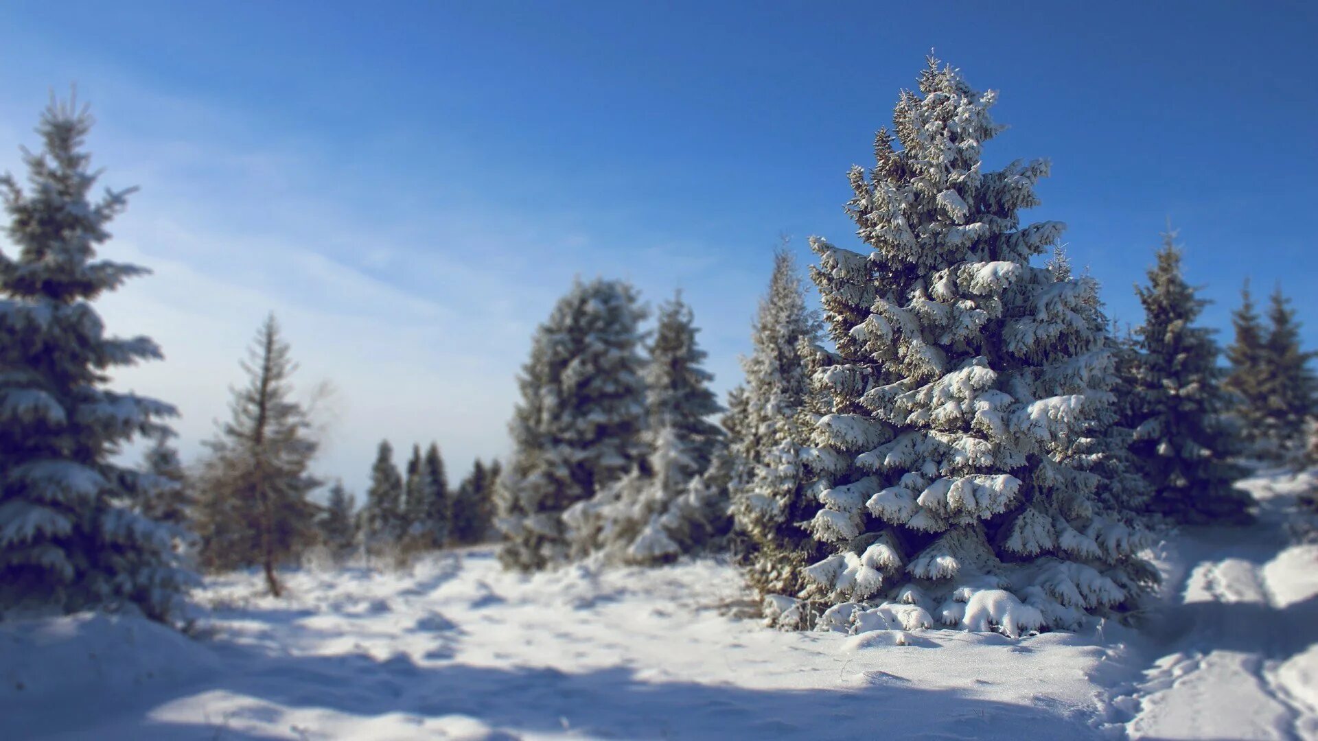 ель в снегу. обои зима ель. ель в снегу. обои зима ель. елка зимой.