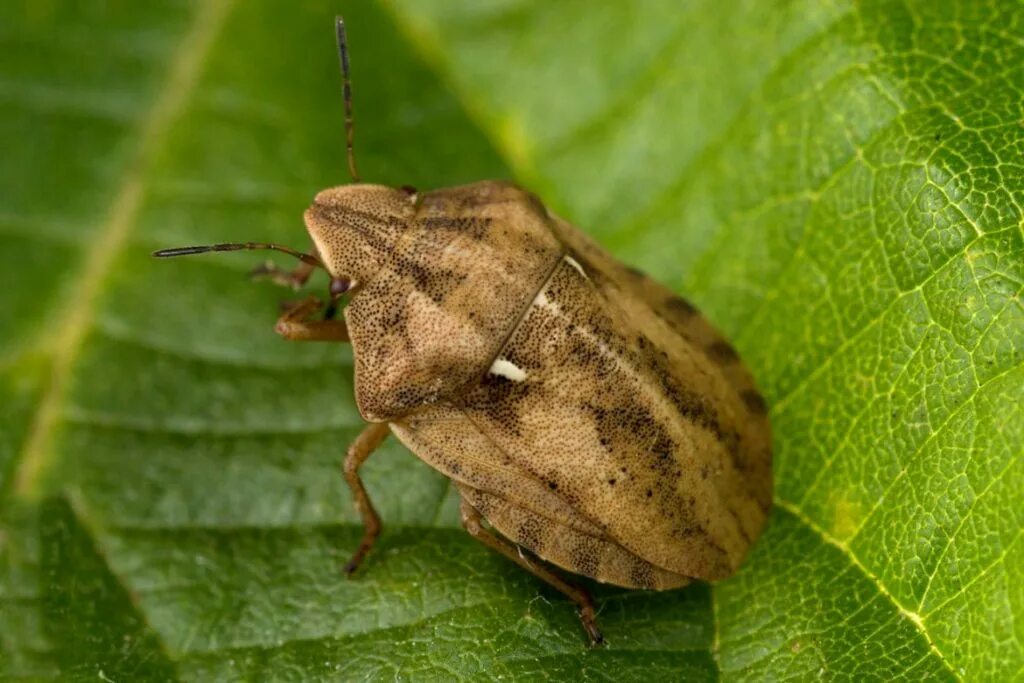 Клоп щитник- периллюс. Клоп вредная черепашка (Eurygaster integriceps). Жук щитник коричневый. Черепашка клоп вонючка.