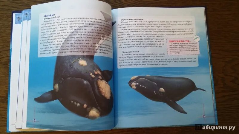 Книга про кита. Книжка про китов. Книга Дозье киты и другие морские млекопитающие. Книга киты дельфины.