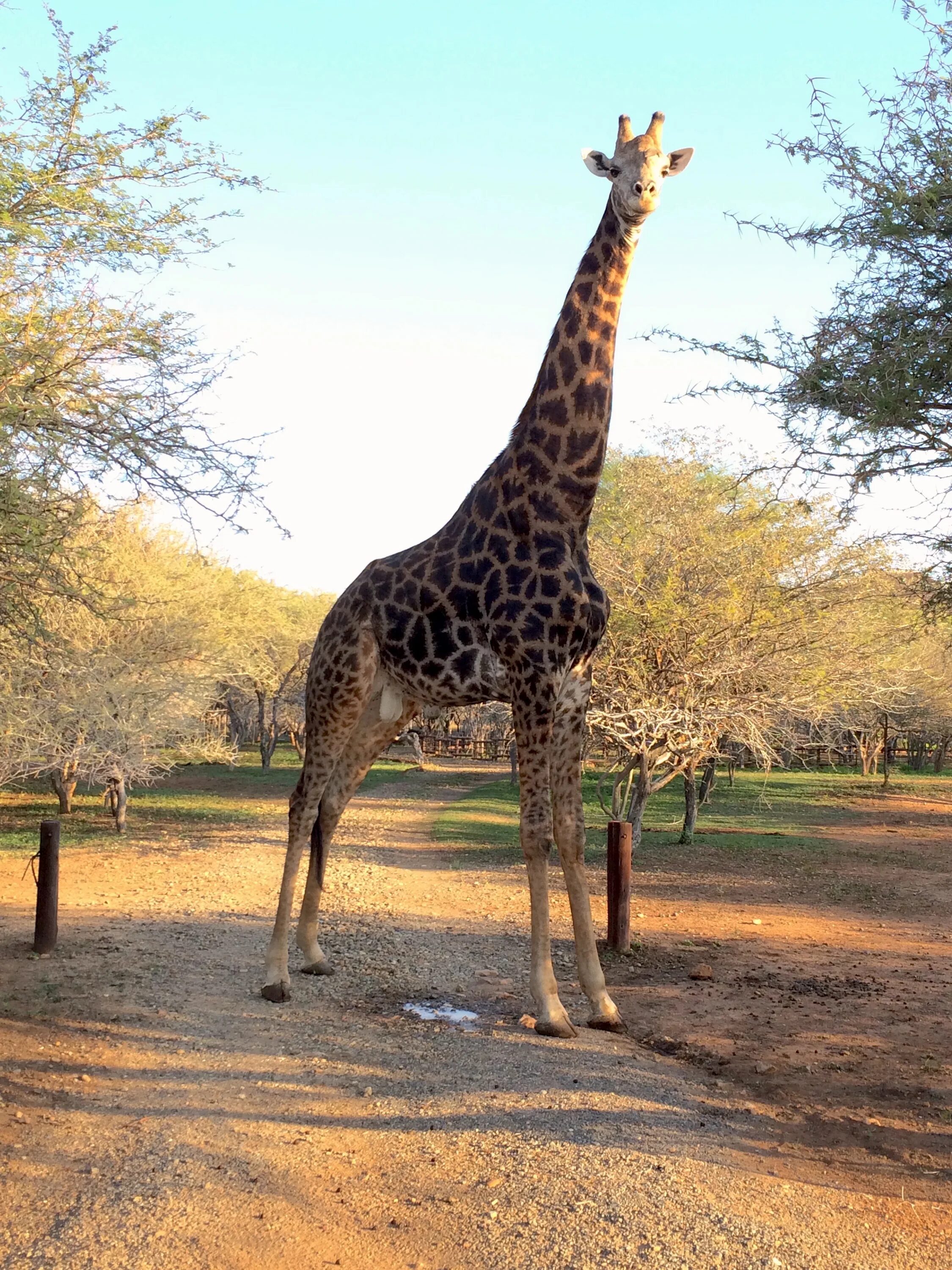 Жираф саванны Африки. Африка Саванна Жирафы. Западноафриканский Жираф. Зоопарк в Африке. Жираф африканское животное