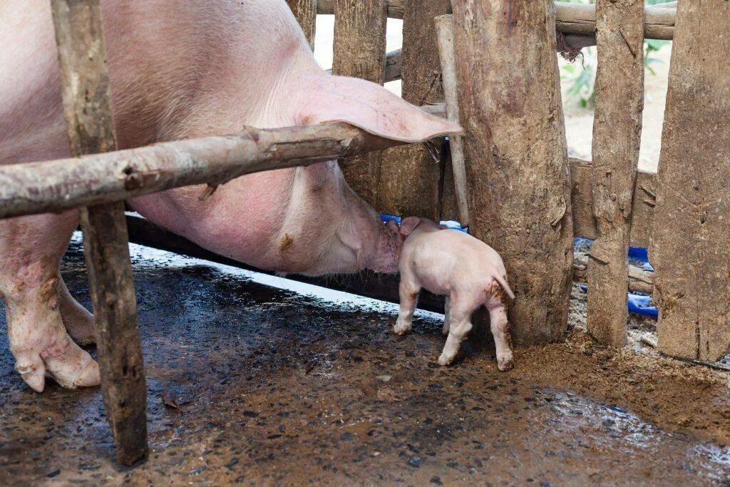 Как вырастить свиней. Свиньи на ферме. Выращивание свиней в домашних условиях для начинающих. Разводить свиней в домашних условиях.