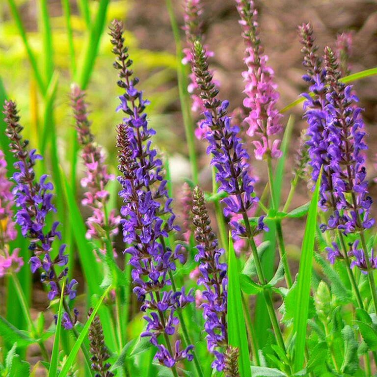 Название полевых цветов с фото. Шалфей Дубравный. Salvia лекарственная трава. Шалфей полевой фиолетовый цветок. Горлянка трава.