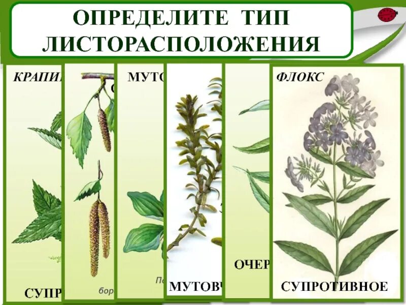 Листорасположение пшеницы. Salvia officinalis листорасположение. типы листорасположения. тип листорасположения у пшеницы. черемуха тип листорасположения.