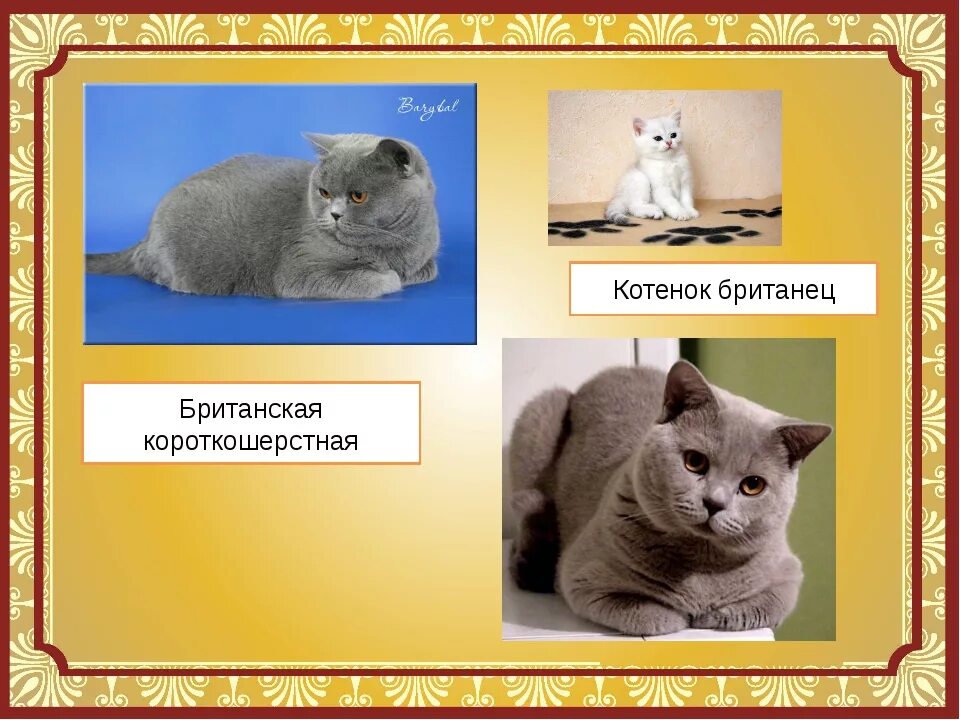 Создать класс cat