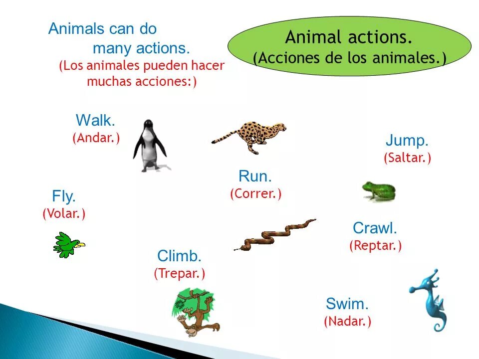 Flies can t swim. Карточки Actions animals. Животные can. What can animals do презентация 2 Grade. Can for Kids animals.