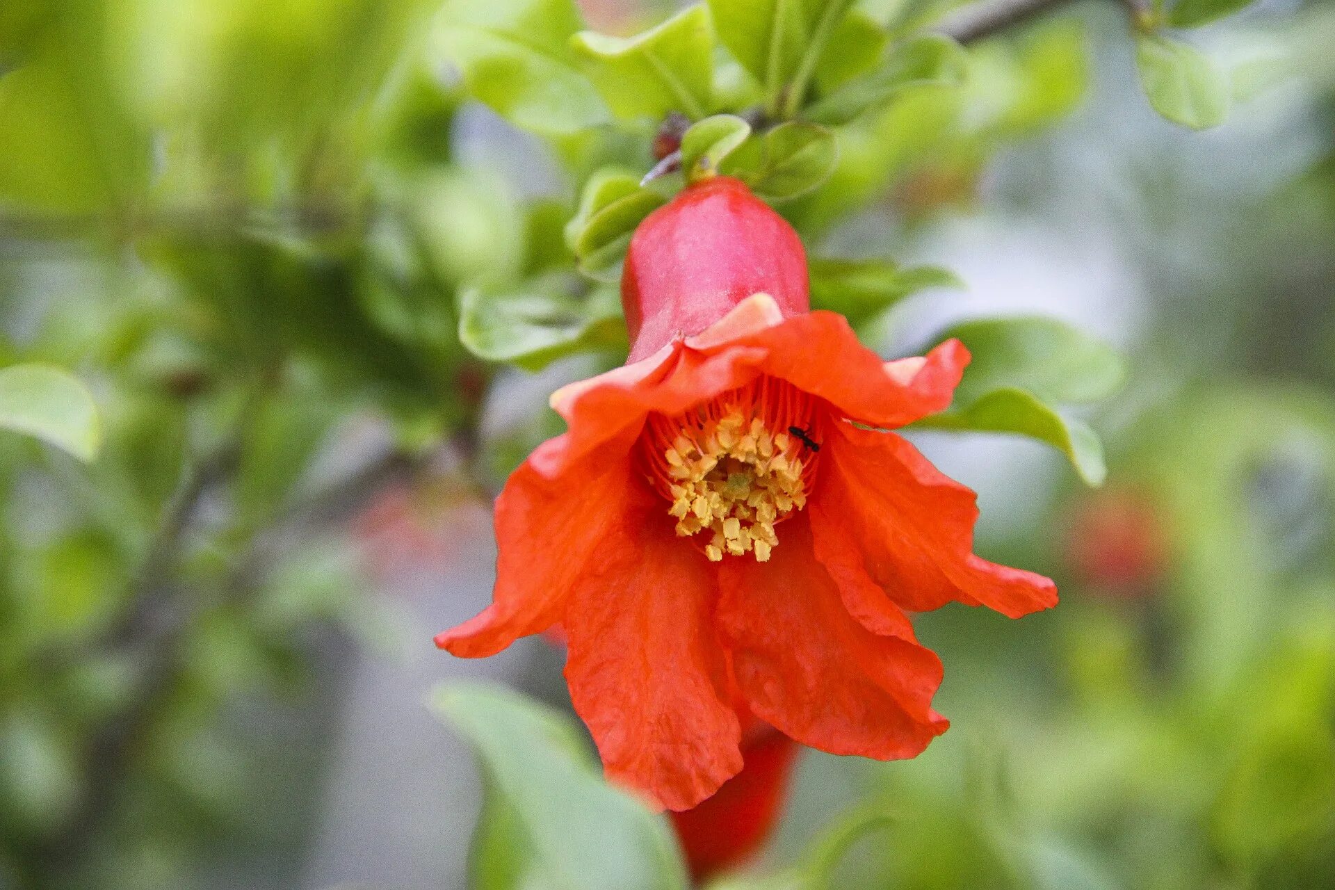 Punica granatum цветет. гранат punica granatum дерево. гранат обыкновенный цветок. гранат бутон. гранат в цветах.