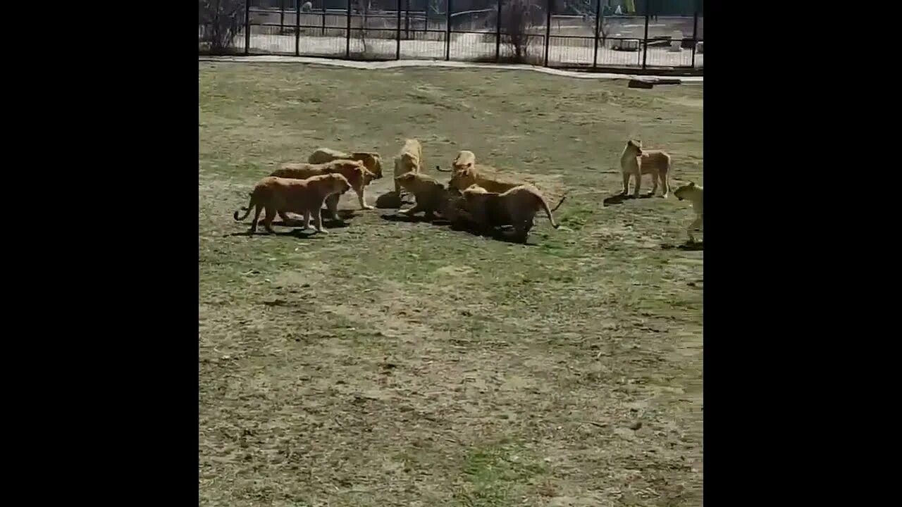 Кормление Львов в парке Тайган. Несчастный случай в парке Тайган.