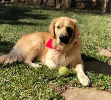 Golden na