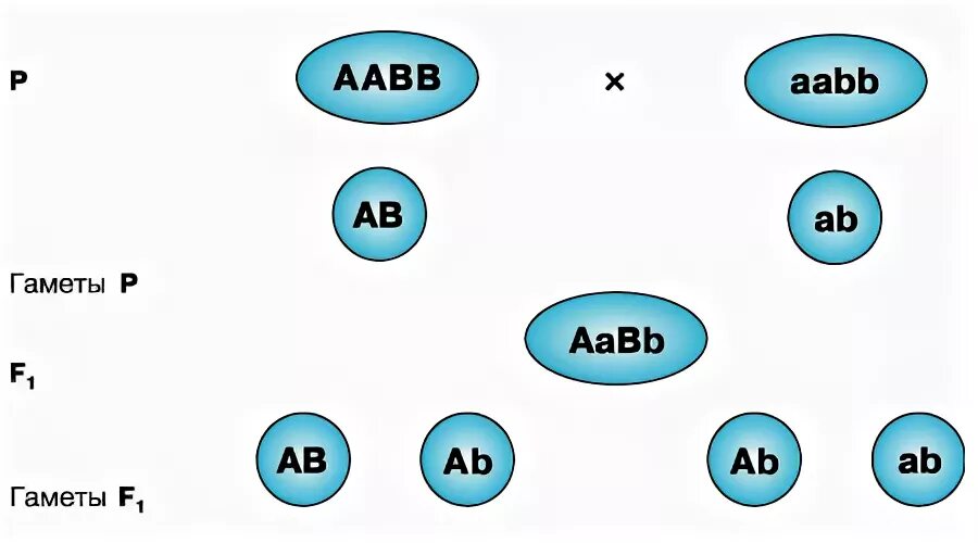 Типы гамет AABB. Гаметы AABB X AABB. AABB сколько гамет. Организмы с генотипом AABB.