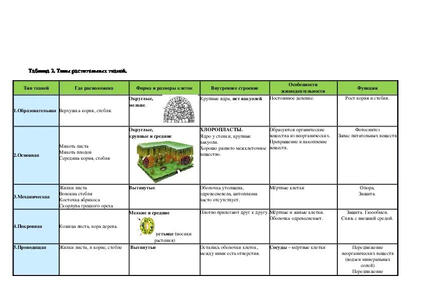 Таблица животных биология 5 класс. Функции тканей растений 5 класс биология. Растительные ткани таблица 5 класс. Функции растительных тканей 5 класс.