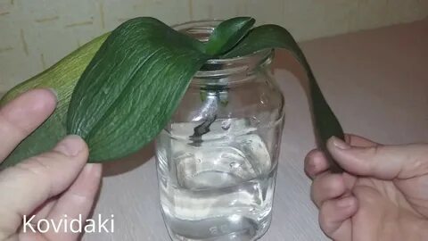 Корень орхидеи в воду