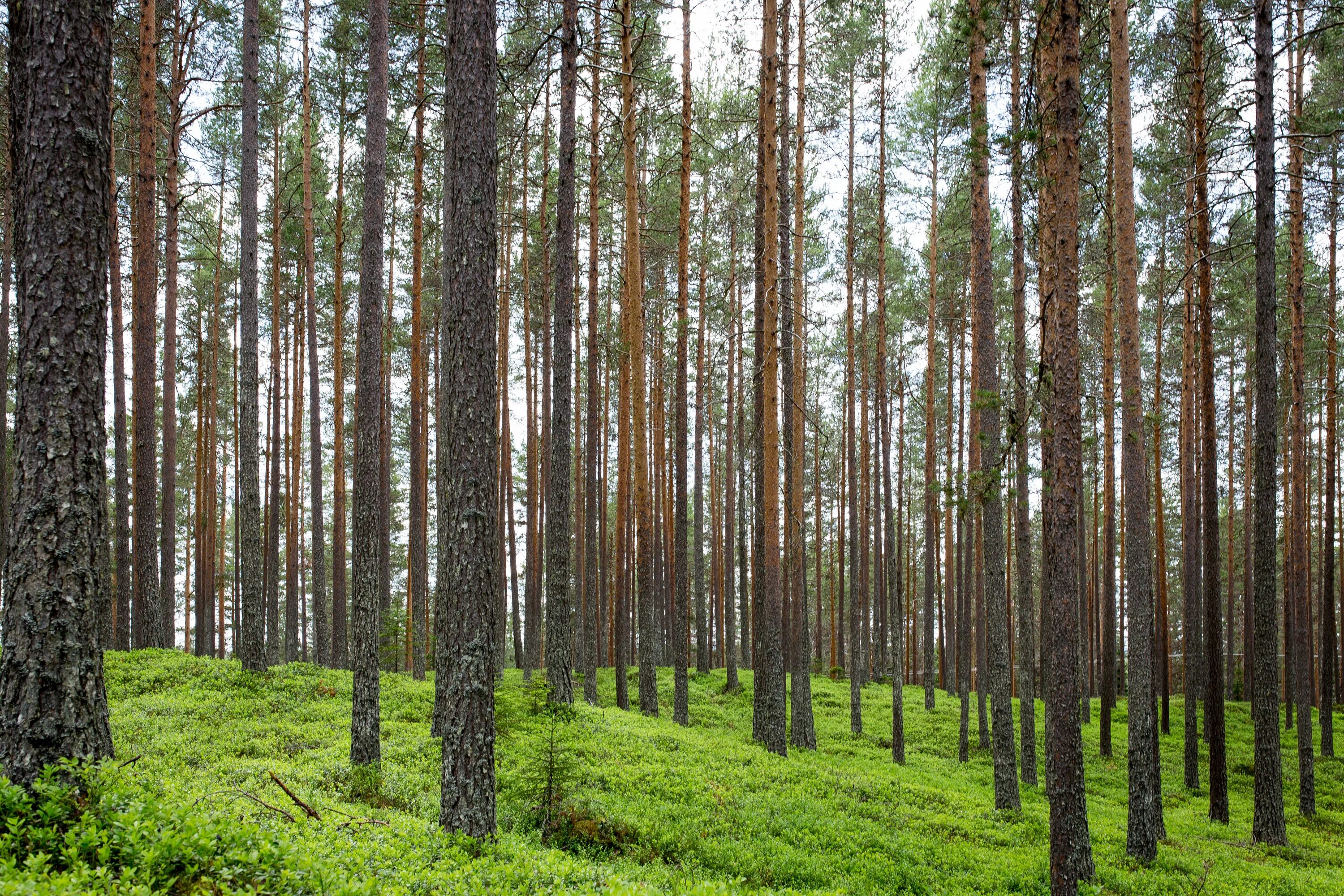 Росло много деревьев