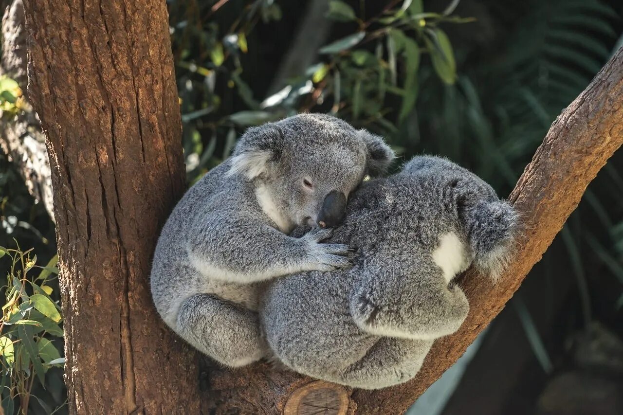 Тип развития коалы. Австралийский сумчатый медведь коала. Сумчатый медведь коала обитает. 4 Коалы. 2 В 1.