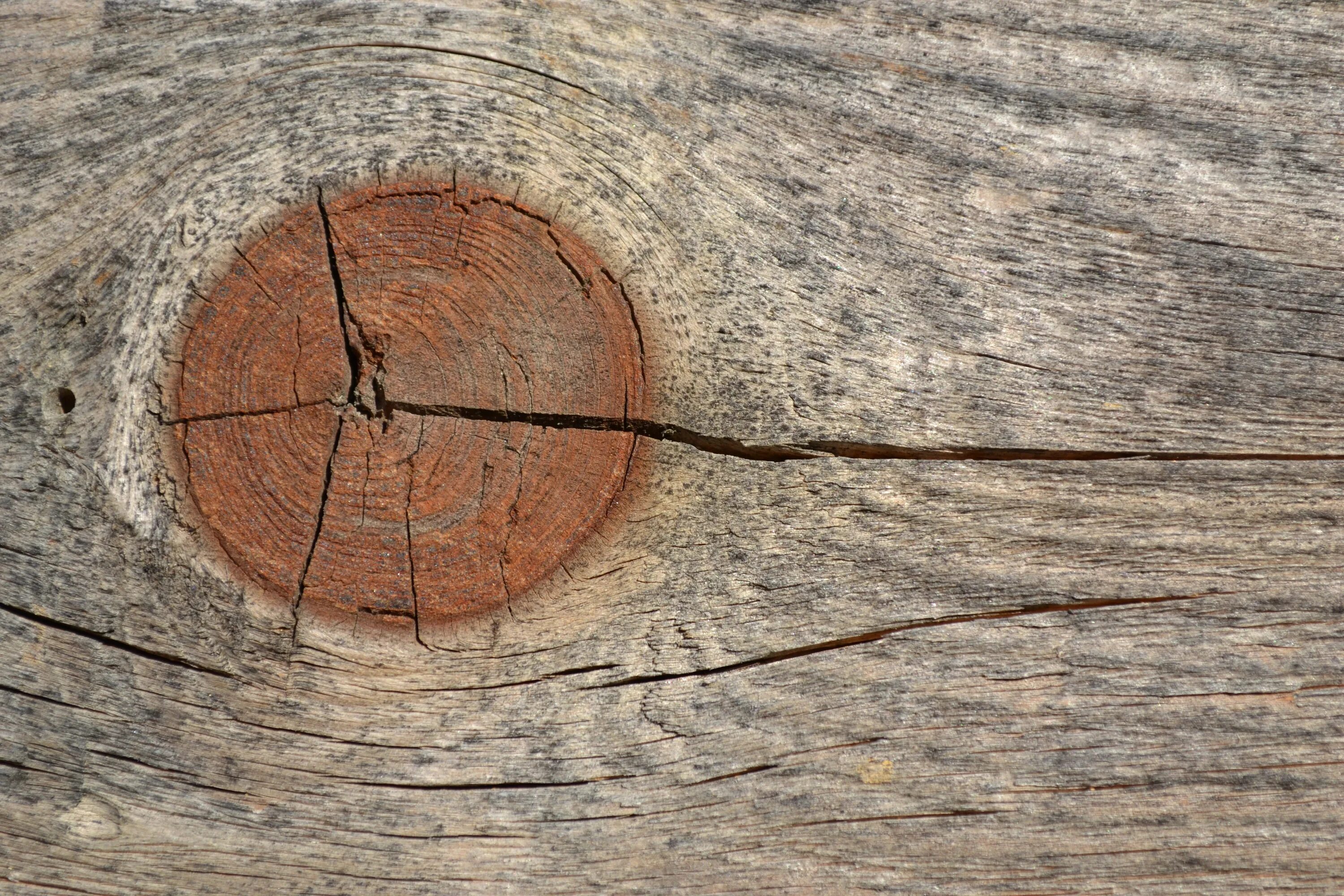 Трещина в дереве. Трещины древесины. Щель в дереве. Текстура дерева с трещинами. Трещина расходится