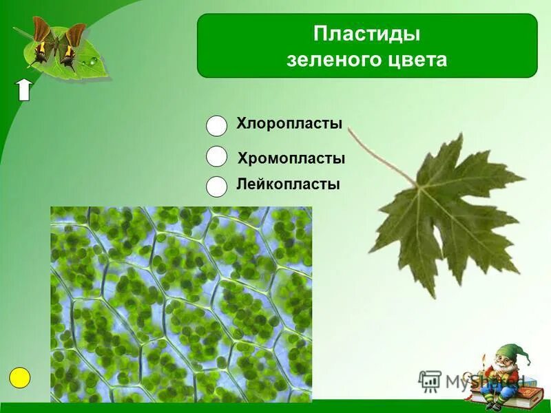 зеленые пластиды называют. зеленые пластиды называют. название пластид зеленого цвета. хлоропласты зеленые пластиды. хлоропласты хромопласты лейкопласты в растительной клетке.