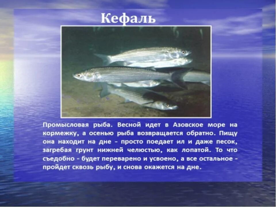 Как называется азовский