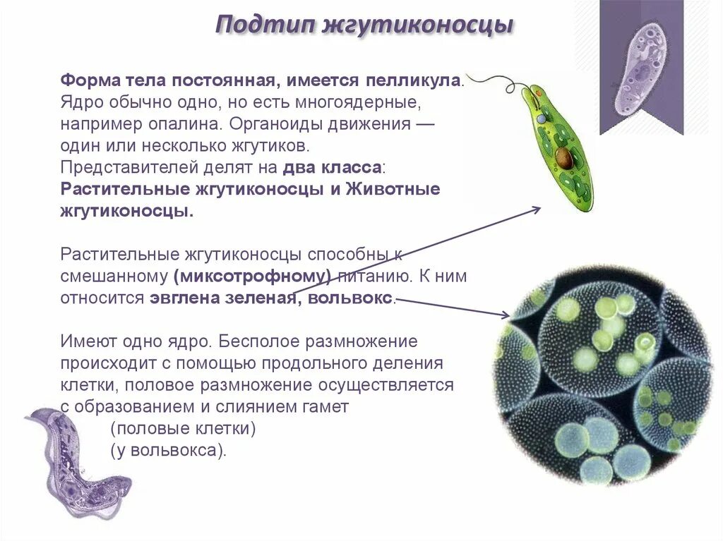 Общая характеристика подтипа жгутиконосцы Mastigophora. Жгутиконосцы пеликикула. Органоиды жгутиконосцев. Общая хар ка жгутиконосцев. Какую форму имеет простейшие