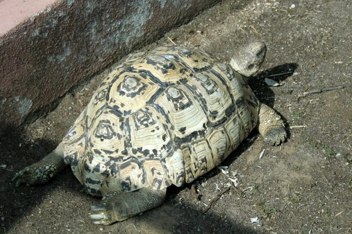 Leopard tortoise
