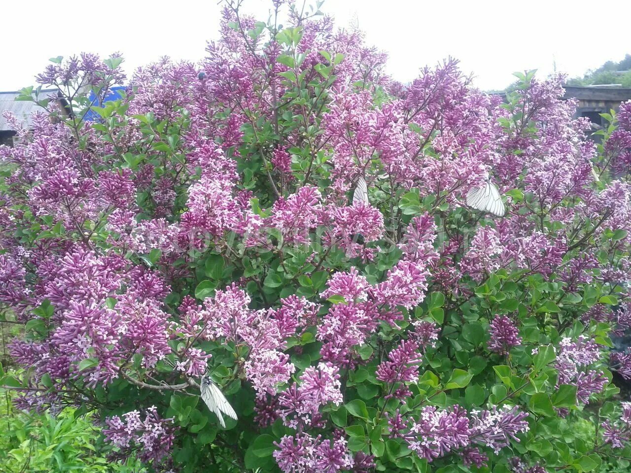 Сирень Мейера Палибин. Сирень Палибин. Сирень Мейера (Syringa meyeri `Palibin`). Сирень meyeri Palibin. Сирень майер