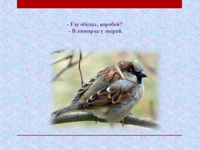 Где обедал воробей презентация 1 класс. Воробей в зоопарке у зверей. где обедал, воробей?. где обедал воробей в зоопарке. зоопарк воробьи.