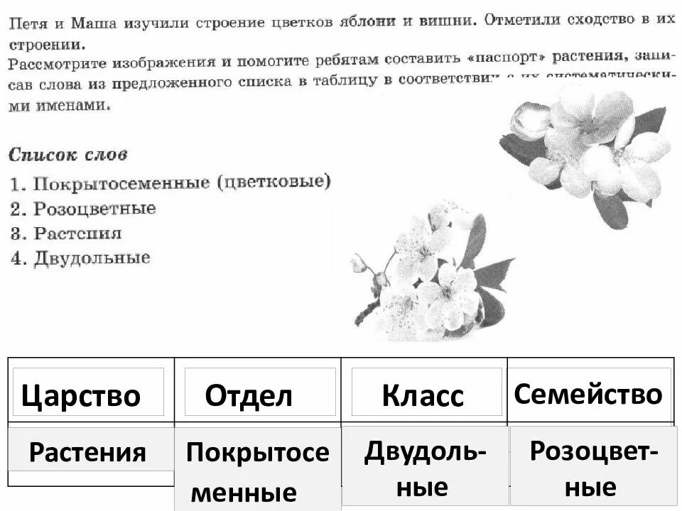 ВПР по биологии 6 класс цветок. Шпаргалки для ВПР по биологии 6 класс. Растения на ВПР по биологии. Задание ВПР биология.