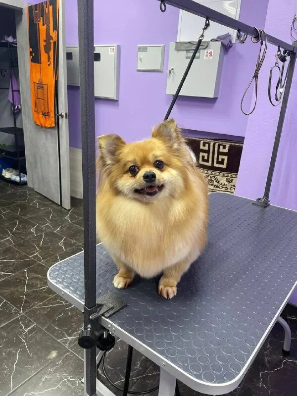 пушистый рай 9. пушистый рай чита. пушистый рай девочка. пушистый рай. пушистый рай чита.