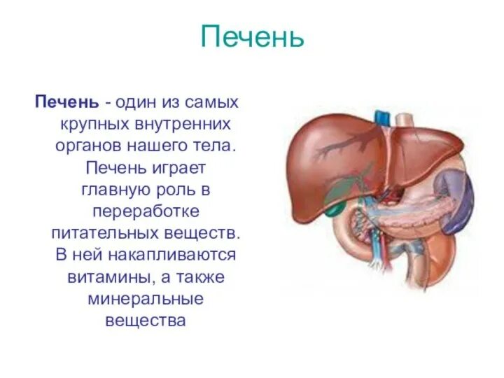 Печень выступает из под края реберной дуги. Организм человека 3 класс доклад печень. Печень анатомия человека. Печень анатомия. Печень анатомия.